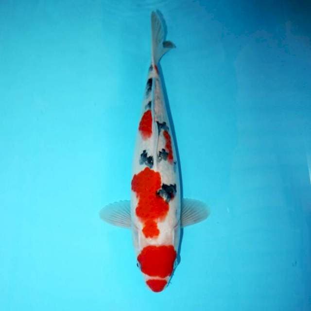 KUCHIBENI TSUBOSUMI QUALITY 32 CM