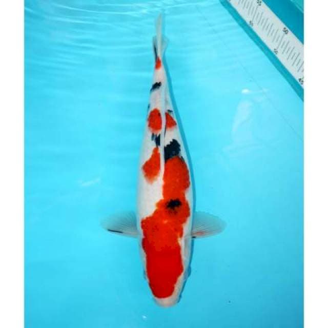TAISHO SANKE POLA SIMPLE 34 CM