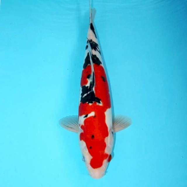 DOITSU QUALITY 32 CM