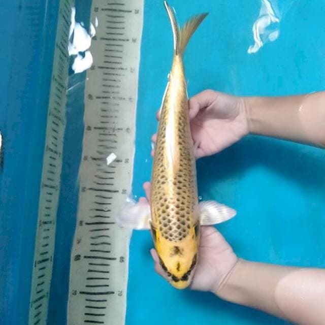 Sunrise Kin Matsuba 35 cm.