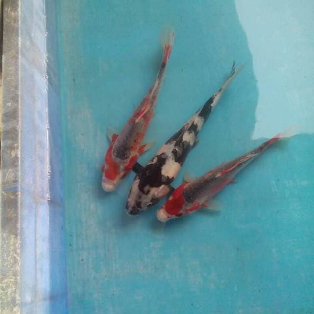 Campur2 19,22,23cm