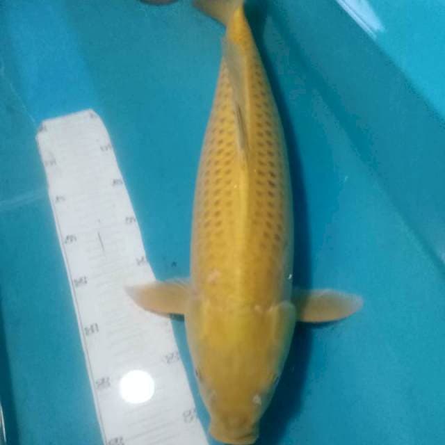 Karasi..jumbo 55cm