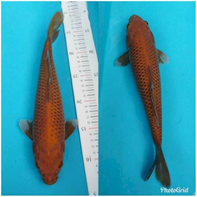 Penjinak kolam