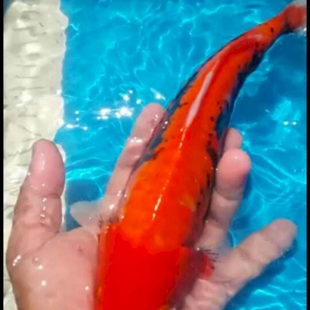 benikumon 35 bu jantan