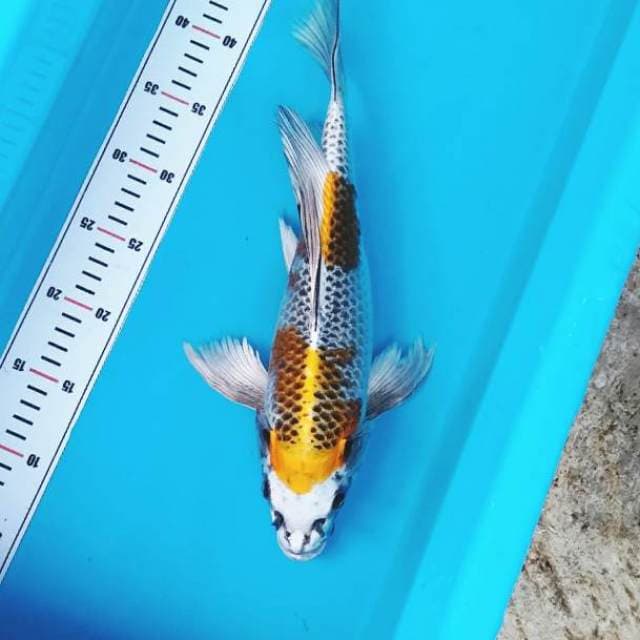 Yello kujaku bulky