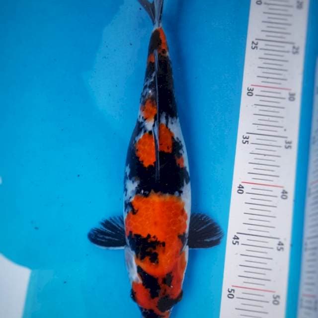 Showa sanshoku 35cm