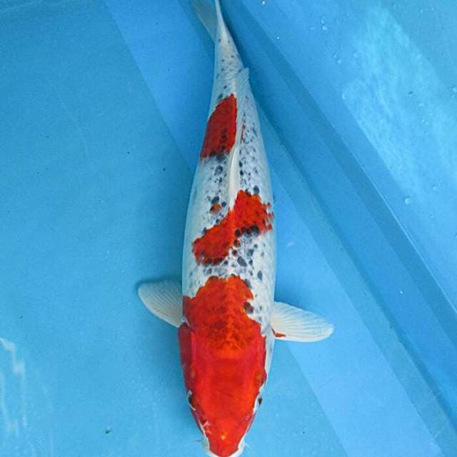 Red Goshiki male ±50bu