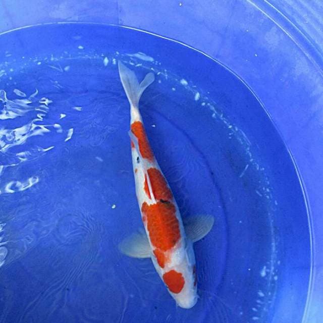 Sanke maruten ±35cm