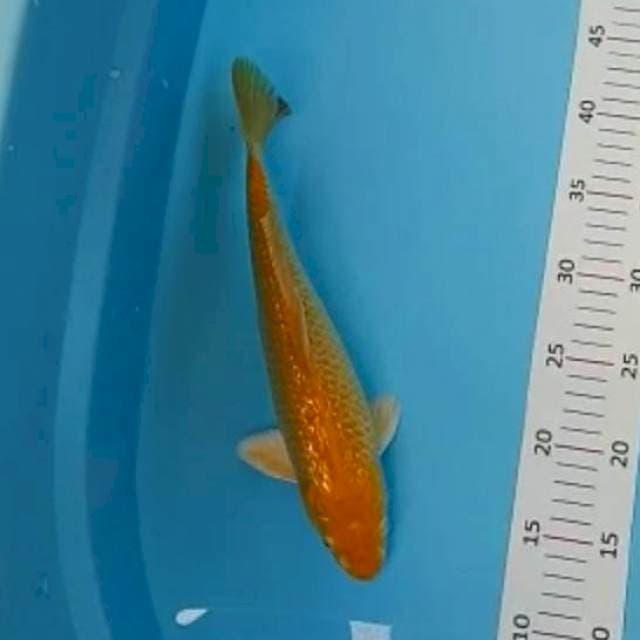 Karashi 29cm