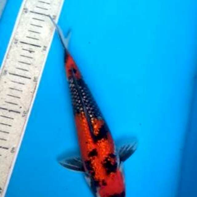 Showa ginrin 26cm