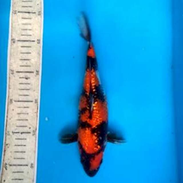Showa ginrin 24cm 