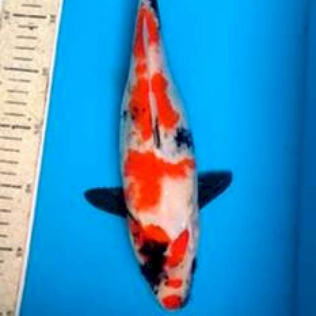 Showa tategoi 32cm 