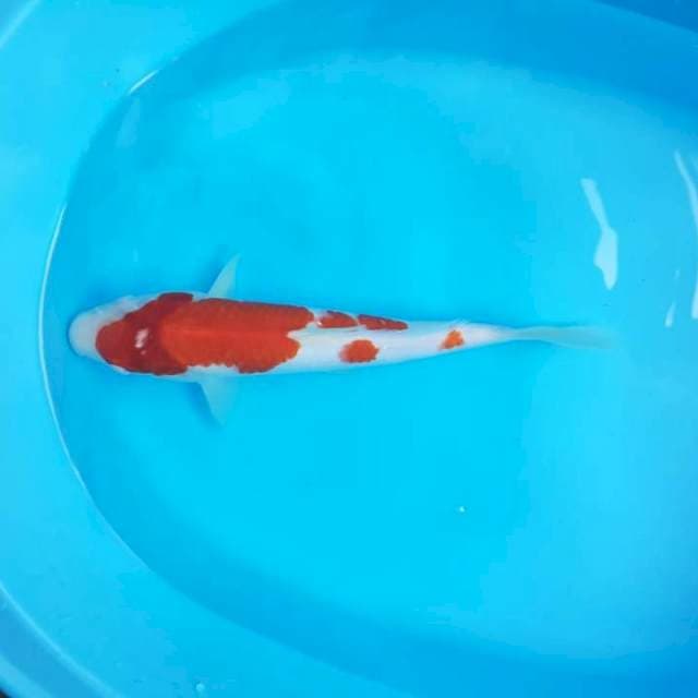 Kohaku
