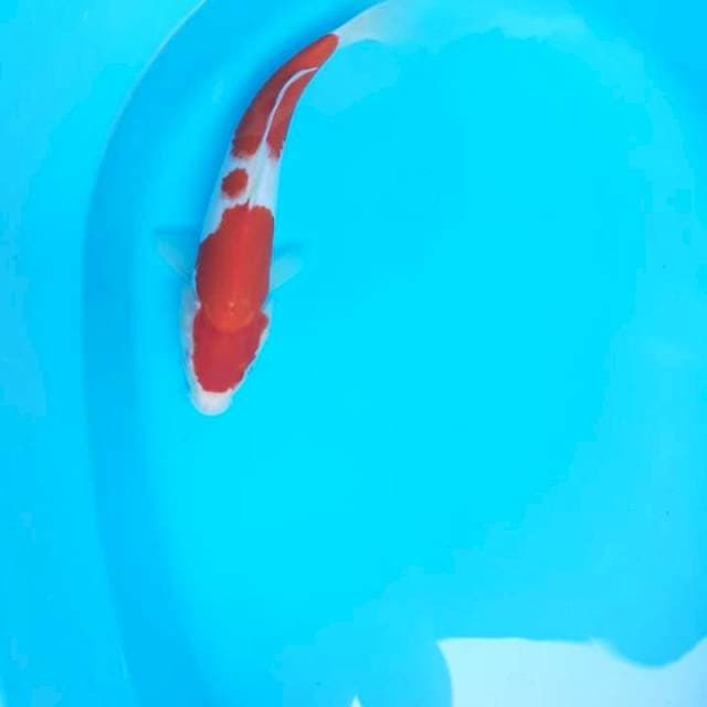 Kohaku