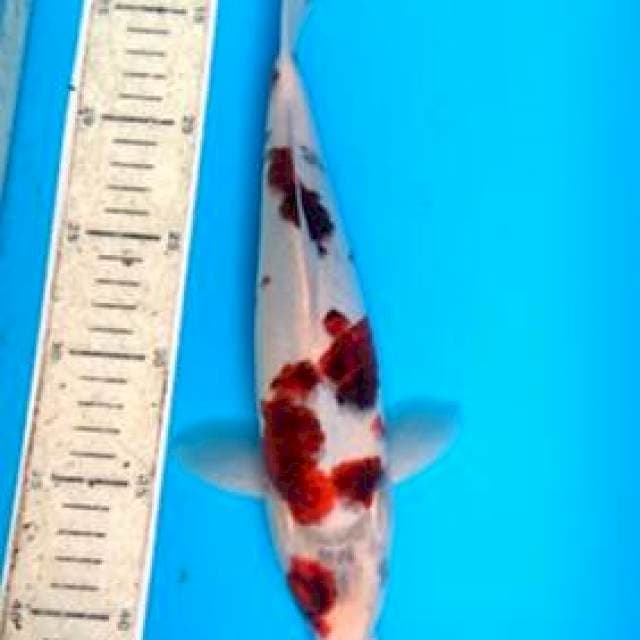 Goromo 29cm 