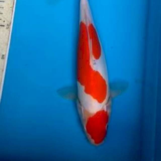 Kohaku doit 27cm