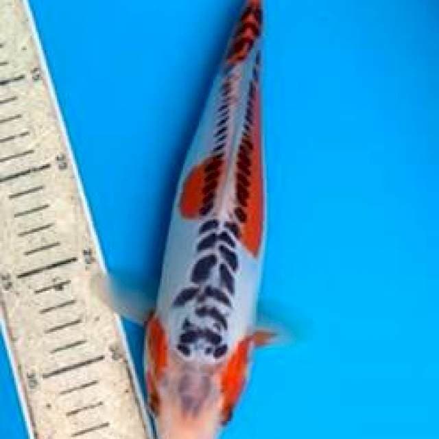 Shusui 28cm