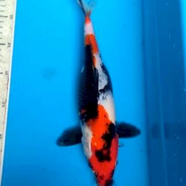 Showa 32cm