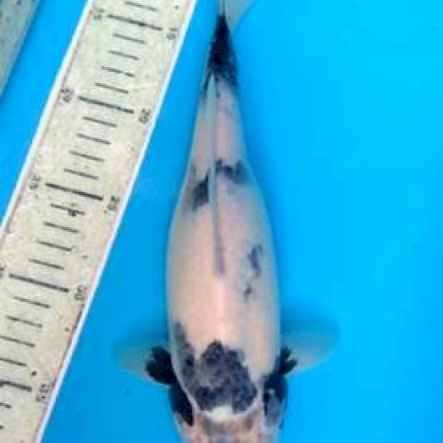 Shiro tategoi 29cm