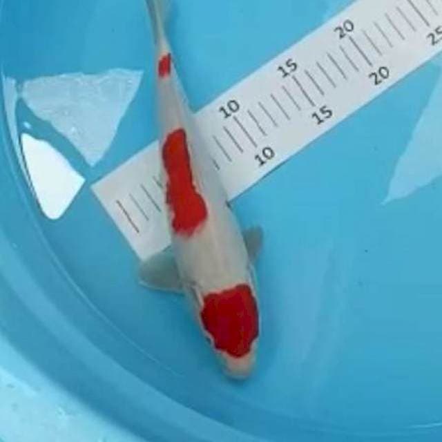 Kohaku 29cm