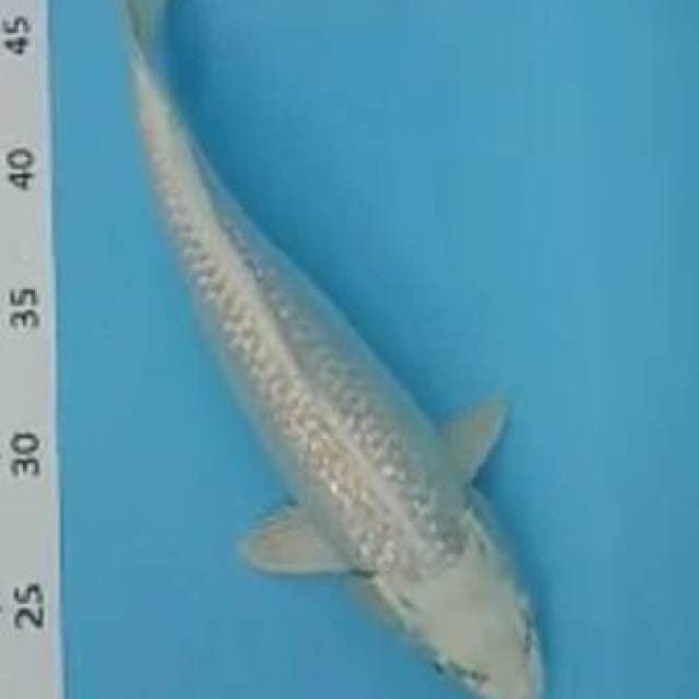 Platinum29cm