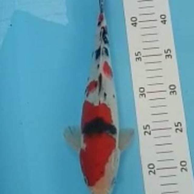 Sanke 29cm 
