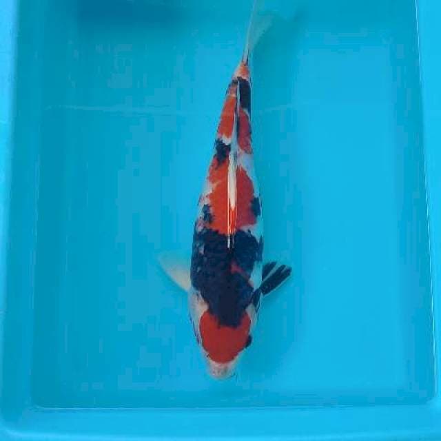 MARUTEN SHOWA 35 CM