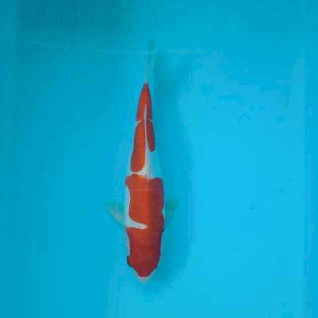 KOHAKU DOITSU 25 CM