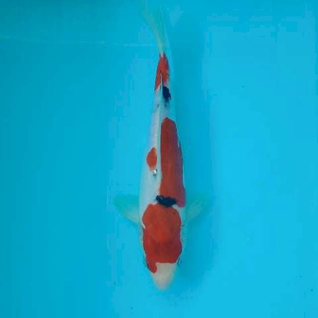 SANKE DOITSU 25 CM