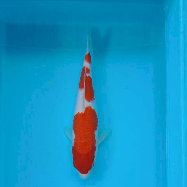KOHAKU 30 CM