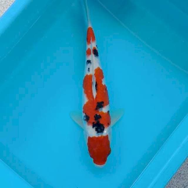 SANKE 34 CM