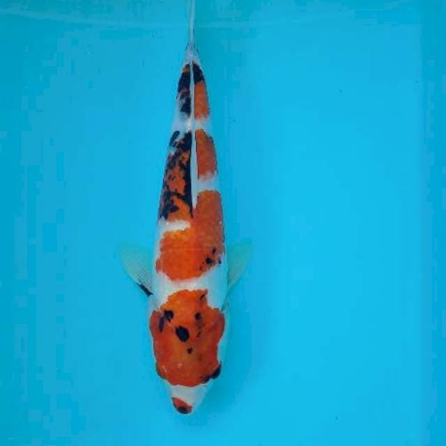 SHOWA 31 CM