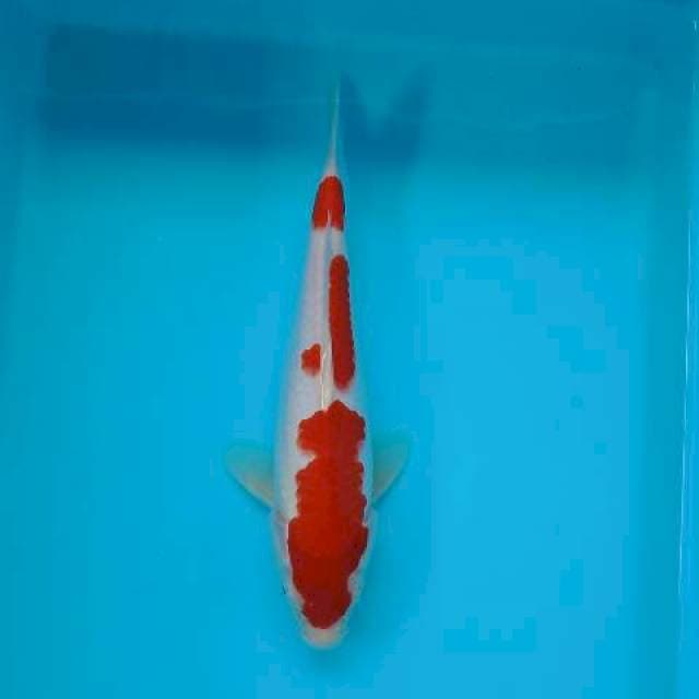 KOHAKU 27 CM