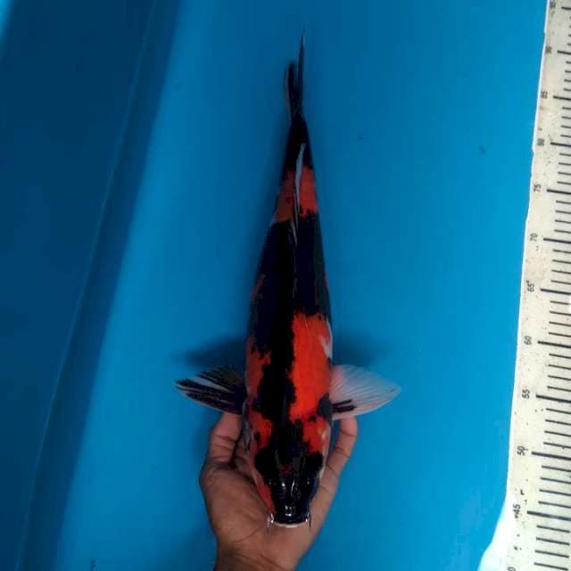 Hi Showa special 43cm (M)