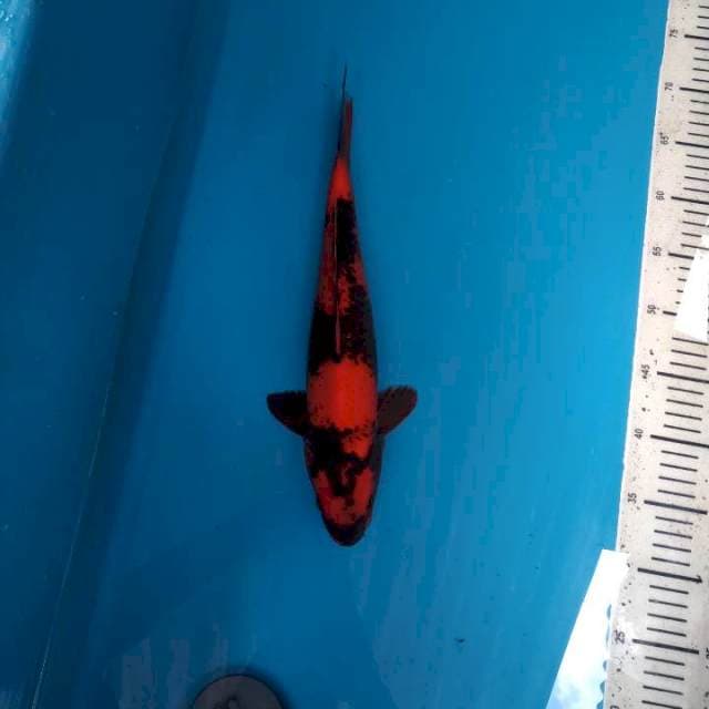 Black Red Hiu 36cm (F)
