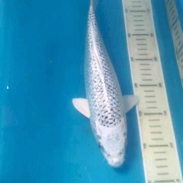 Gin Matsuba Ginrin, 32 cm