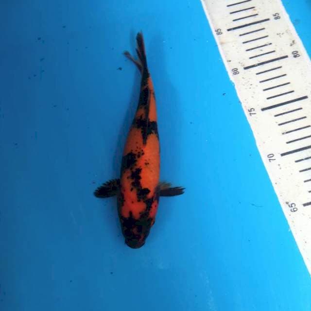 Utsuri 20cm ( - )