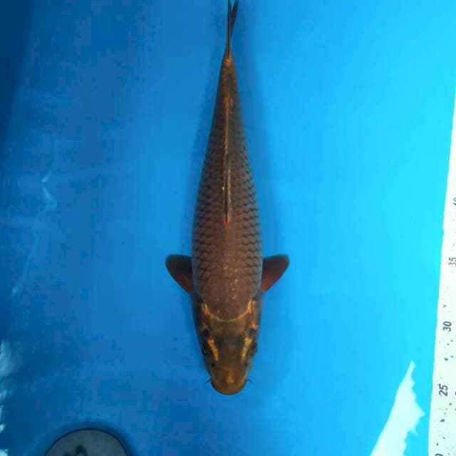 Chagoi 32cm Female