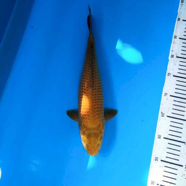 Midorigoi 35cm Female