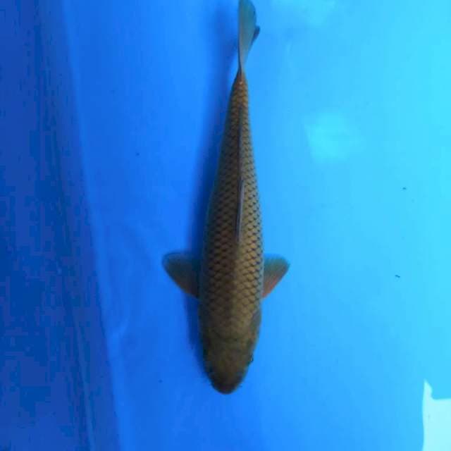 Midorigoi 31cm 