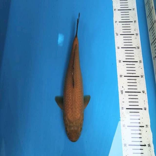 Chagoi 38cm
