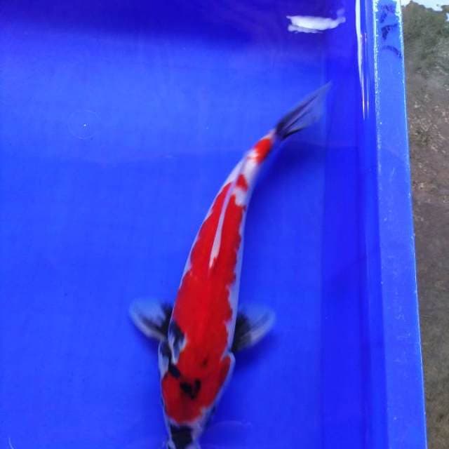 Showa 29cm H W C (S of T)