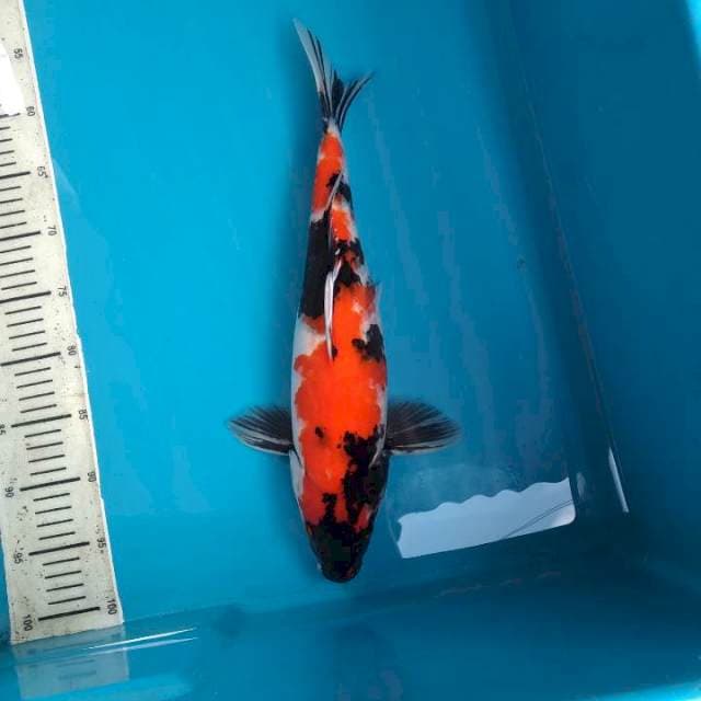 42cm Showa sanshoku /fml