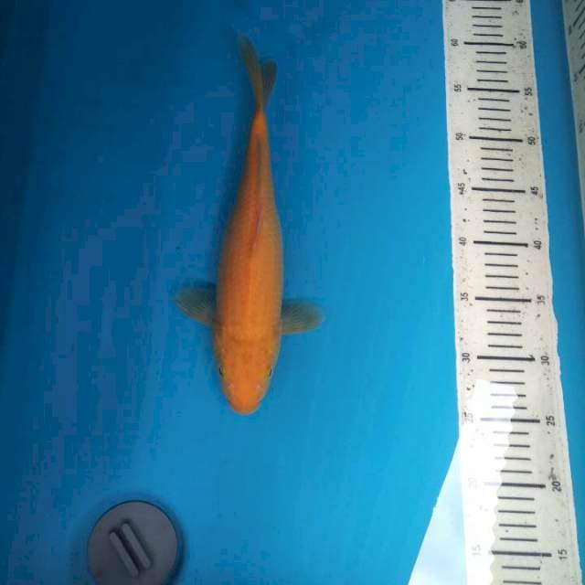 Karashi 30cm Female 