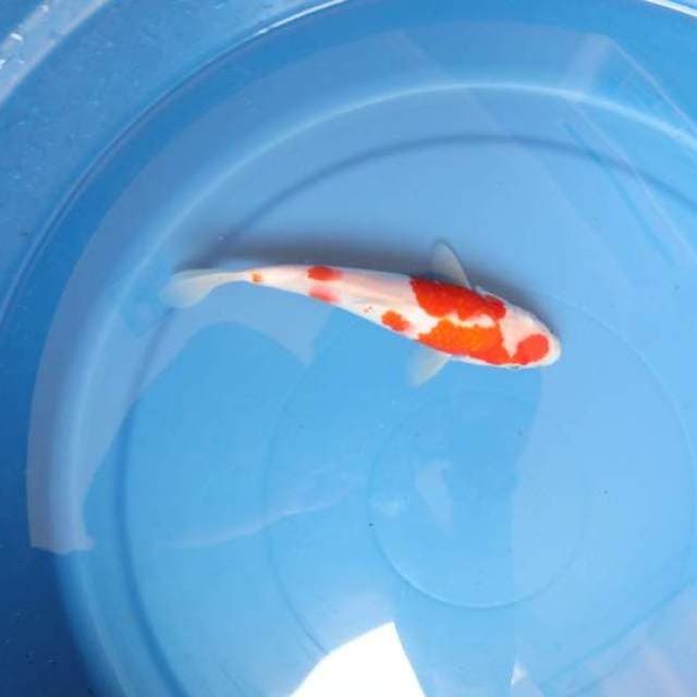 Kohaku 23cm