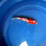 Kohaku 23cm
