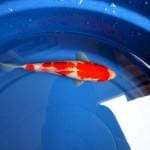 Kohaku 25cm