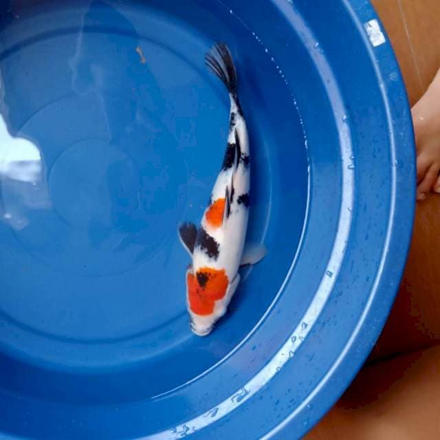 Showa 33cm