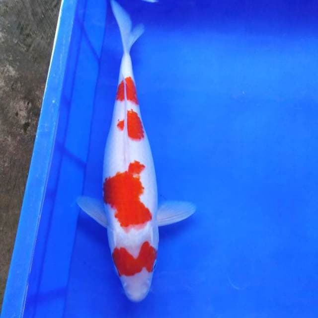 Kohaku 36cm H W C (S of T)