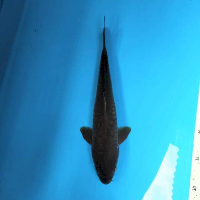 Chagoi aragoke 28cm 